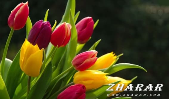 Изображение - Поздравление на день учителя учителю казахского языка 1473532150_2-flower-wallpaper.preview