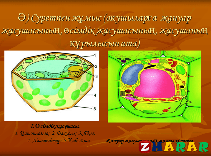 Презентация (слайд): Жасуша ашық сабағы қазақша презентация слайд, Презентация (слайд): Жасуша ашық сабағы казакша презентация слайд, Презентация (слайд): Жасуша ашық сабағы презентация слайд на казахском