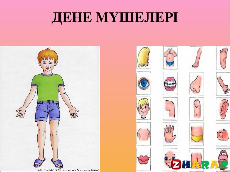 Қазақ тілінен сабақ жоспары: Дені саудың – жаны сау «Менің денем» - постер жасау (2-сабақ) (1 сынып, 8 бөлім ) казакша Қазақ тілінен сабақ жоспары: Дені саудың – жаны сау «Менің денем» - постер жасау (2-сабақ) (1 сынып, 8 бөлім ) на казахском языке