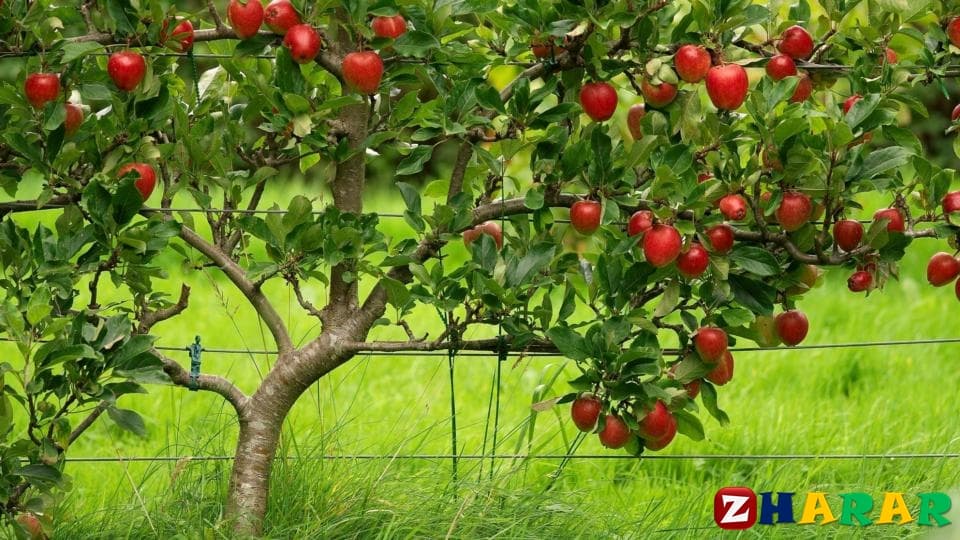 Сауат ашудан сабақ жоспары: Әңгімедегі кейіпкерді сипаттау №1 (1 сынып, 6 бөлім ) казакша Сауат ашудан сабақ жоспары: Әңгімедегі кейіпкерді сипаттау №1 (1 сынып, 6 бөлім ) на казахском языке