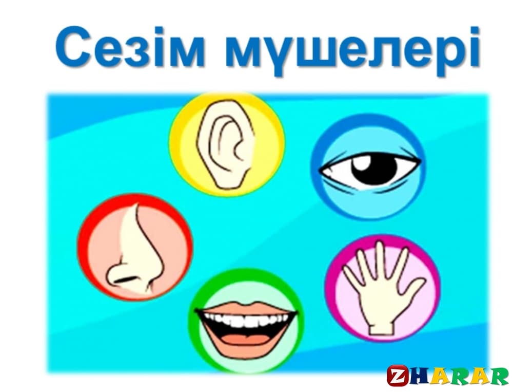 Қазақ тілінен сабақ жоспары: Сезім мүшелері/қабылдау қабілеттері туралы не білемін? Қабілет-сезімдер жайлы өлеңдер оқу (2 сынып, I тоқсан) казакша Қазақ тілінен сабақ жоспары: Сезім мүшелері/қабылдау қабілеттері туралы не білемін? Қабілет-сезімдер жайлы өлеңдер оқу (2 сынып, I тоқсан) на казахском языке