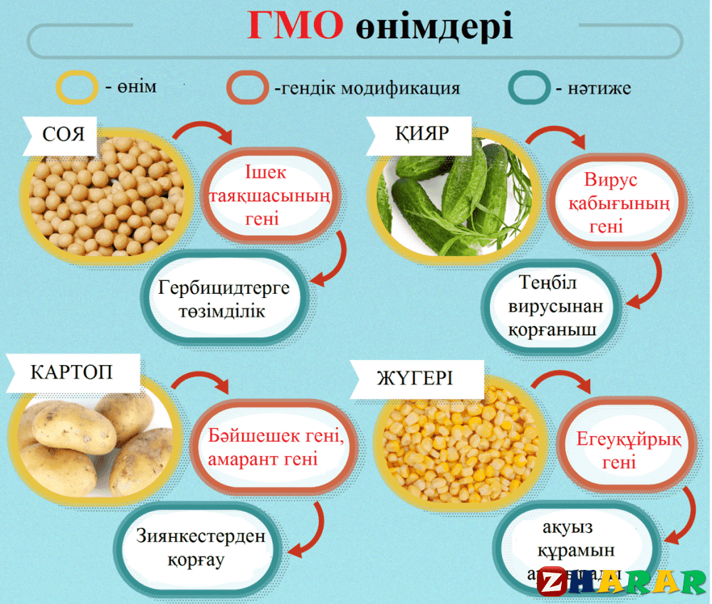 В каких продуктах есть картофель. ГМО продукты. Генномодифицированные продукты. ГМО соя. Генномодифицированные продукты примеры.