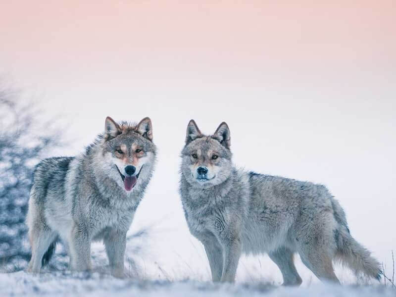 Ұзын киска фотосы Ерекше әйел жыныс мүшелері