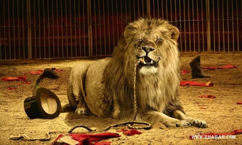 Олар менің әйелімнің ішіне кончают онлайн