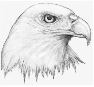 қыран буркіт суреті